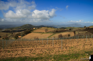 panorama-vigne-mamoiada