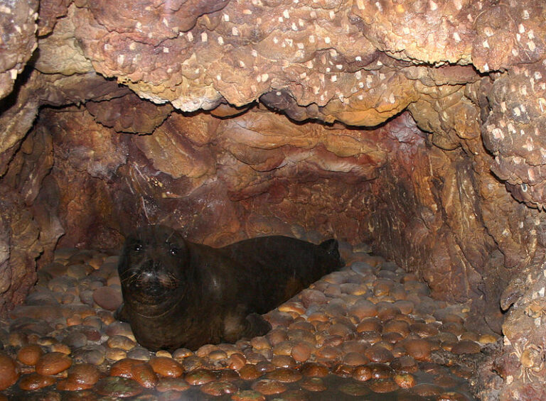 cucciolo di bue marino