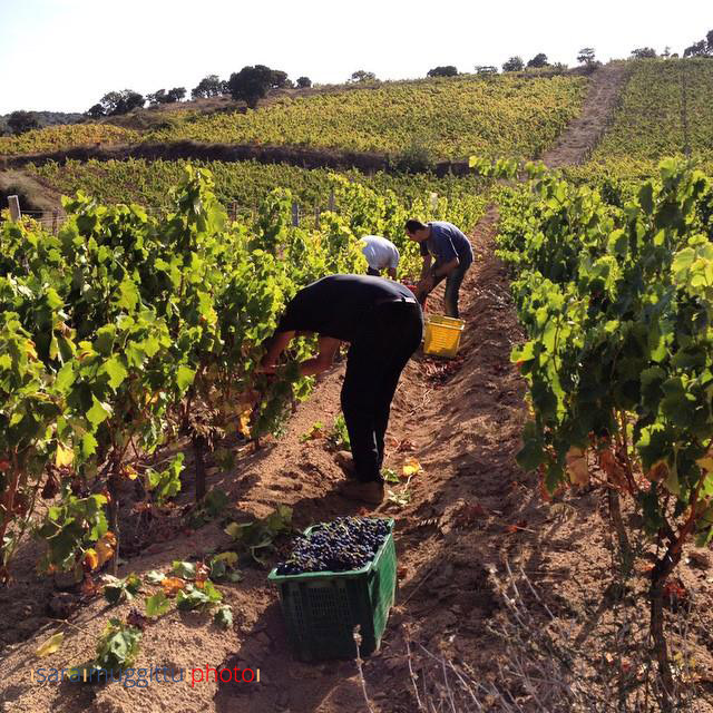 vendemmia-2014