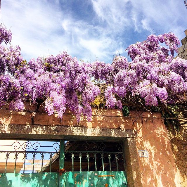 Quanto è bella la Primavera? Fare due passi e riscoprire angoli di paese colorati. Respirare aria nuova, profumi che solo questa stagione può dare. Buongiorno . .