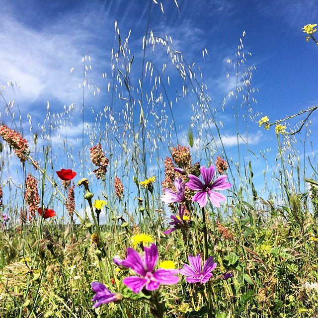 Qualche giorno fa...ricordando la primavera in Fiori e cielo, le nostre campagne colorate.