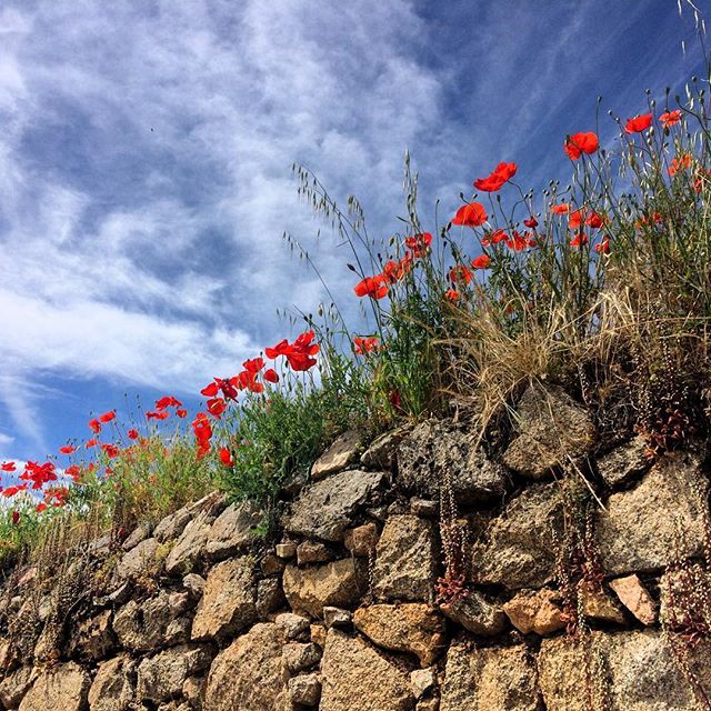 Papaveri e cielo
Ci sono dei confini netti tra la terra e il cielo.
Confini colorati di papaveri rossi!
Oggi quel confine l’ho fotografato in Barbagia.