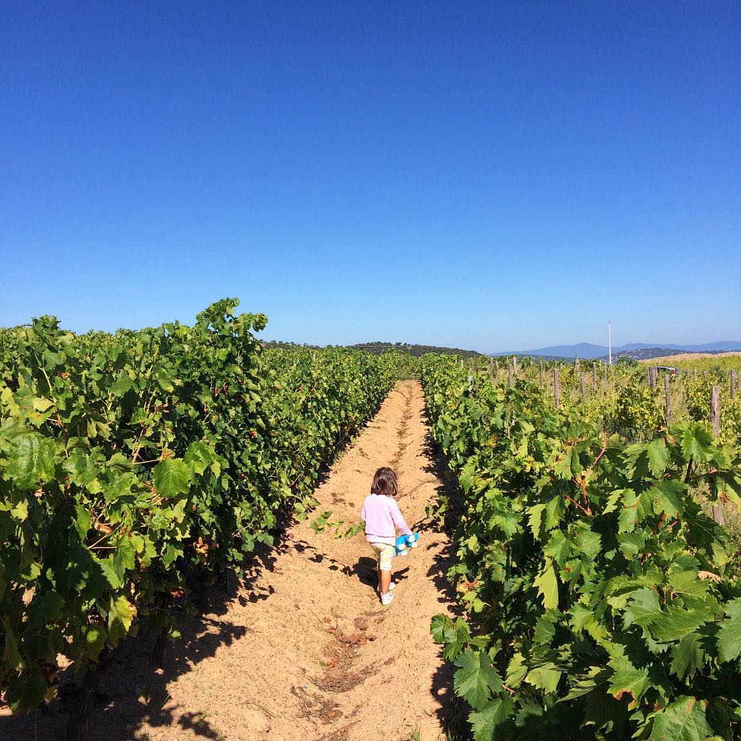 L’immensità e la vigna.
Oggi Arianna ci ha seguito alla vigna per verificare lo stato dell’uva. Per i bambini è sempre una gioia scoprire posti nuovi e stare all’aria aperta!