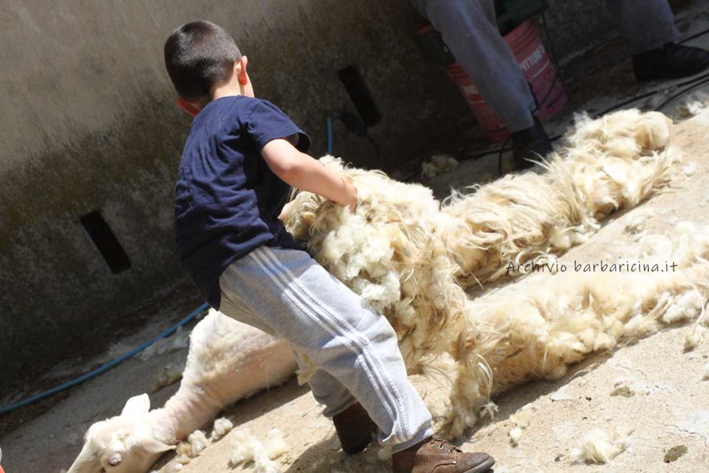 Bambino che raccoglie la lana dopo la tosatura a Mamoiada