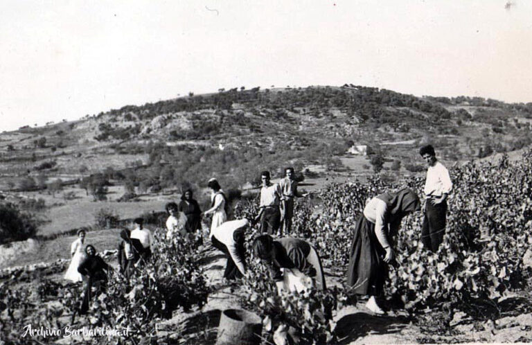 fam-buzzi-vendemmia